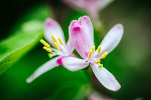 Macro photo of beautiful spring flowering branch with white pink flowers. Vivid colors. Nature background. Springtime Backdrop