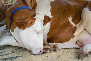 Purebred white red cow is sleeping in an open aviary. Modern farming photo