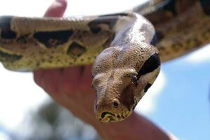 python portrait closeup photo