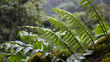 ai generado gotas de lluvia en helechos en el selva foto