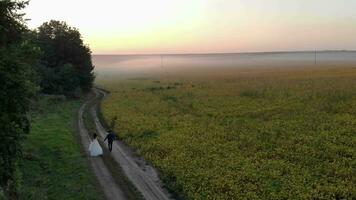 Field in the evening fog at sunset. Two newlyweds are walking near the field. Pink sun rays illuminate the field covered with fog video