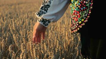 mano al di sopra di Grano campo. avvicinamento di un' mano toccante Grano nel campo a tramonto. video