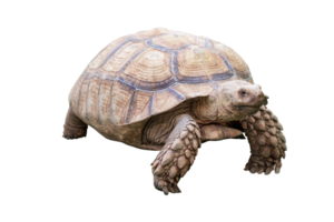 Full body of African Spurred Tortoise  standing and walking isolated on transparent background, PNG File