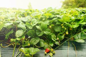 creciente fresas en granja foto