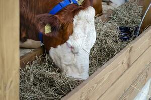 Purebred white red cow eating hay. Modern farming photo