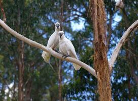 cacatúa en Australia foto