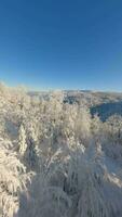 cinematográfico fpv zangão voar sobre lindo Nevado montanha floresta. video