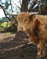 australian cow closeup photo