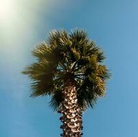 Palms in the sunlight.Batumi.Georgia photo