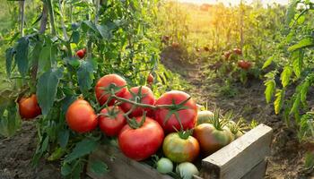 AI generated tomatoes in a wooden crate on a farm photo