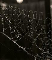 spider web closeup photo