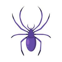 spider animal illstration vector