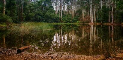 forest pond closeup photo