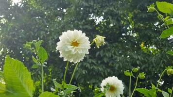 wit dahlia bloemen in de tuin Aan een zonnig zomer dag video