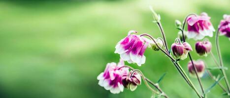 Aquilegia pink flowers blooming. Bright vivid colors. Nature background. Summer Backdrop, banner format photo