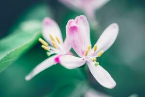 Macro of beautiful spring white flowers. Bright vivid colors. Nature background. Springtime Backdrop photo