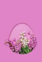 Pink easter Egg shaped hole with copy space on pink background. Beautiful hyacinths. Happy easter concept, greeting card photo