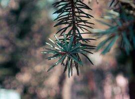 Closeup of the beautiful pine tree photo