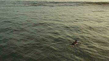 homme sur planche de surf attendre pour vague dans le mer à le coucher du soleil video