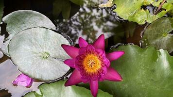 Blooming Pink Water Lily Serenity photo