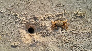 Coastal Crab Dwelling on Sandy Shore photo
