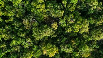Verdant Canopy, Aerial Tribute to Earth Day photo