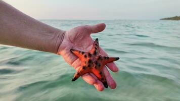 Hand Cradles Red Starfish Above Ocean photo