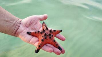 Mano rojo estrella de mar terminado sereno mar foto