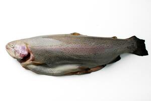 AI generated Fresh Whole Trout Isolated on White photo
