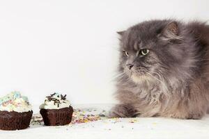 hungry gray cat looks cupcake on white background photo