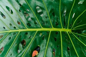 closeup nature view of green leaf and palms background. Flat lay, dark nature concept, tropical leaf photo