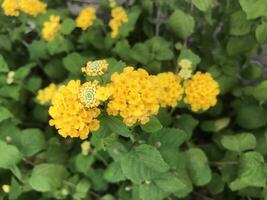 A yellow flower photo