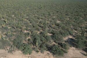 baja california sur mexico aerial view of cactus forest near the sea photo