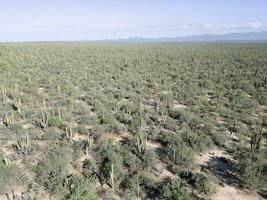 baja california sur mexico aerial view of cactus forest near the sea photo