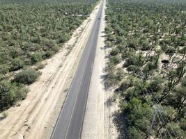 baja california sur mexico aerial view of cactus forest near the sea photo