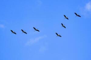 Flock of Asian openbill storks flying in winding row against blue sky background in low angle view photo