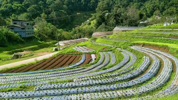 View of various Organic Vegetables Cultivation on the Hill in northern Thailand. Beautiful nature concept photo