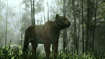im das Mitte von ein Bambus Wald ein fest Bengalen Tiger ist auf das jagen video