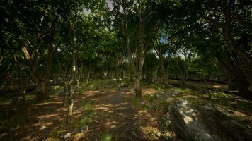 Boulders in green grass overgrown with green moss video