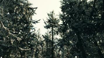 une hiver pays des merveilles forêt avec couvert de neige des arbres video