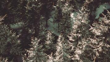 A snowy forest seen from above video