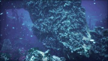le sous-marin monde de le rouge mer video