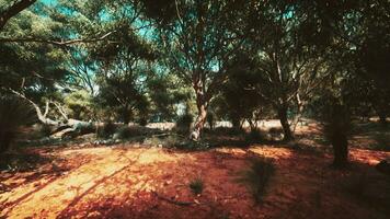 Trees and stones in Australian desert video