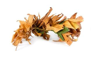 dry leaves on white photo