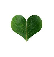 leaf heart on white photo