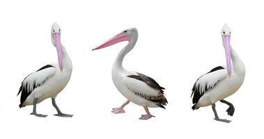 pelicans on white photo