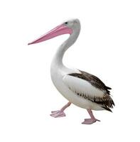 pelican on white photo