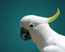 cockatoo closeup portrait photo