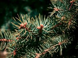 de cerca de el hermosa pino árbol foto