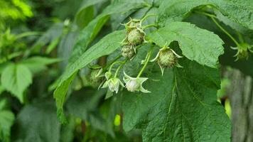 Raspberry flowers on a branch in the summer garden. Selective focus. video